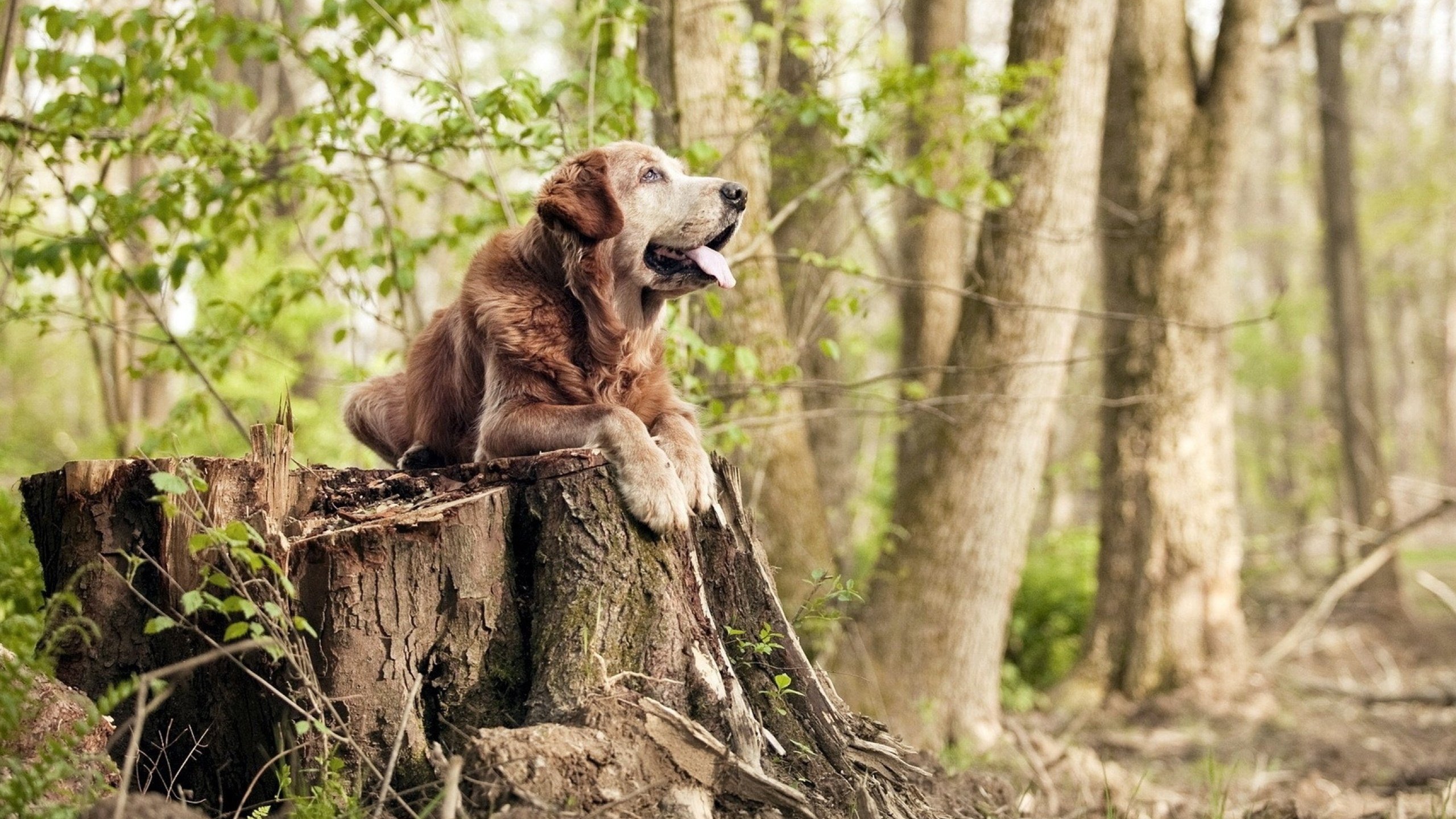 魔术收割老鹰，哈登在欧冠半决赛接管比赛